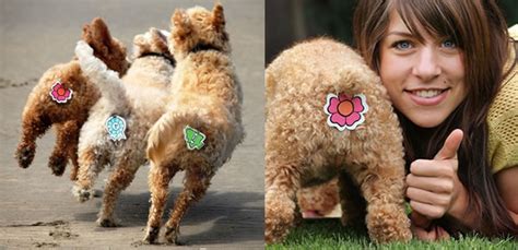 cache anus pour chien|Les 10 accessoires pour chien les plus incroyables.